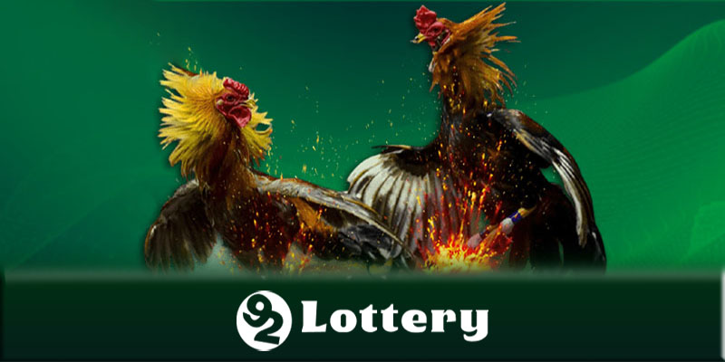 Thông tin về các giải đấu đá gà 92Lottery